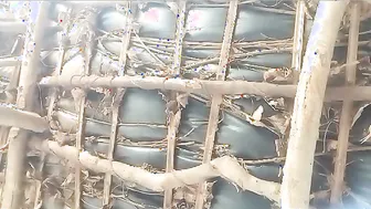 Village Wife Resting While He Films Her Exposed Breasts