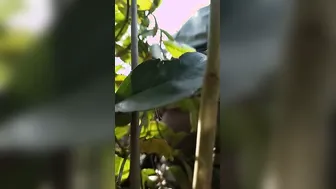 Local Slut Taking Multiple Guys Outdoors In Wild Group Action