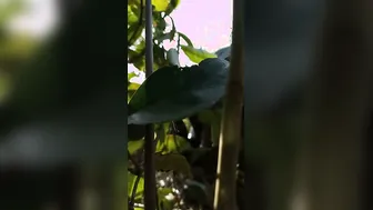 Local Slut Taking Multiple Guys Outdoors In Wild Group Action