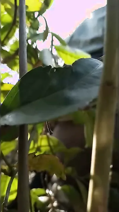 Local Slut Taking Multiple Guys Outdoors In Wild Group Action