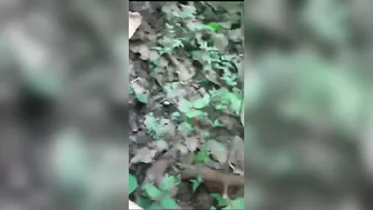 Married Bhabhi Sneaking Away With Me For Outdoor Fucking