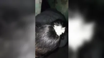 Bhabhi Sucking Him Off Then Bouncing On Top Till He Cums
