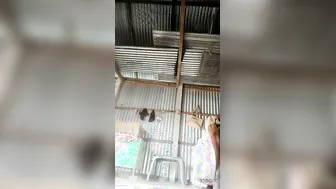 Village Babe Spreading Her Legs Wide And Showing Off Her Naked Pussy