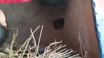 Village Bhabhi Getting Drilled In Leaked Homemade Sex Tape