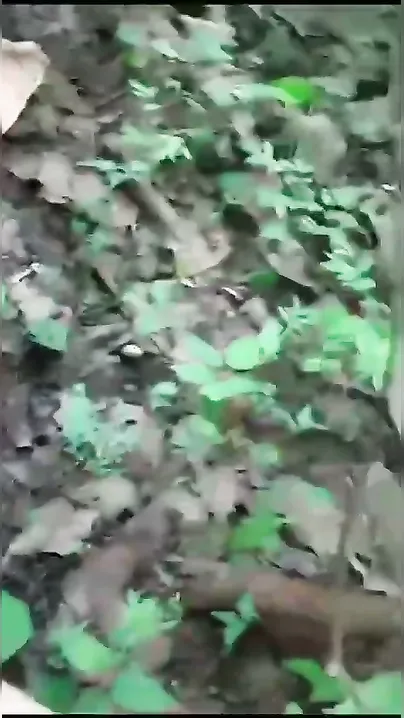Village Aunty With Hairy Pussy Getting Fucked Outdoors Leaked