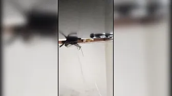 Married Aunty Getting Pounded Deep By Younger Lover At Her Home