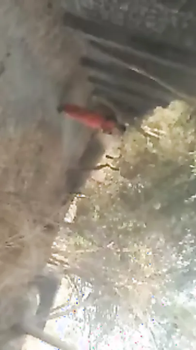 Pakistani Slut Taking Money For Outdoor Fucking Caught On Tape
