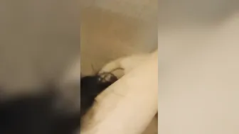 Indian Housewife Riding Husband's Cock After Sucking Him Nicely
