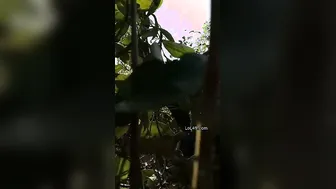 Village Slut Getting Railed Outside In The Open Fields