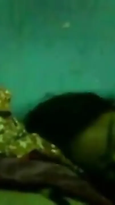 Desi mms Indian sex scandal of hawt aunty Parul