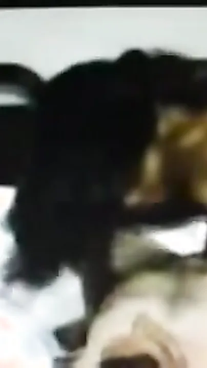 Leaked desi mms of hawt Sunaina Punjabi bhabhi ki chudai