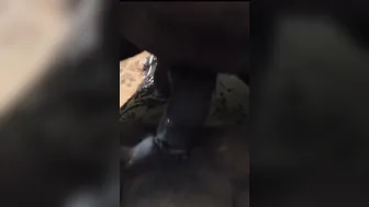 Dusky Milf Gets Wet Pussy Fucked After Giving Blowjob