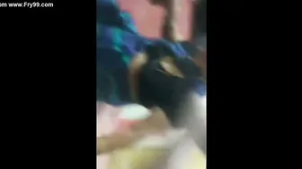 Married Woman Sucking Her Man Off Like A Good Little Wife