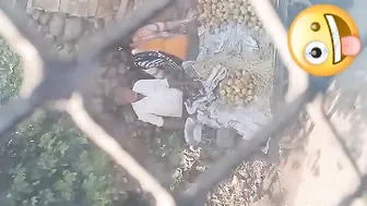 Giving Street Vendor A Sloppy Handjob Behind His Fruit Cart