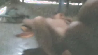 Desi Village Aunty Getting Her Pussy Drilled By Young Stud