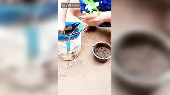 Desi Aunty Bending Over Doing Garden Work Flashing Everything