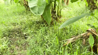Taking Neighbor To Banana Field And Fucking Her After Hugging