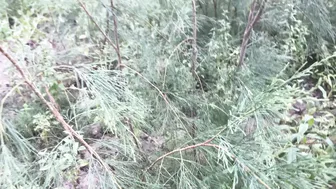 Caught Aunty In Forest Brought Home And Fucked Her Hard Desi