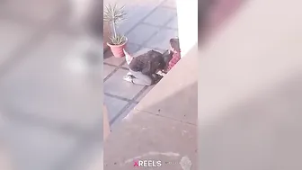 Uni Campus Mein Gf Lund Chuske Swallow Karti Hui