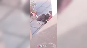 Uni Campus Mein Gf Lund Chuske Swallow Karti Hui