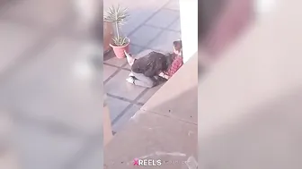 Uni Campus Mein Gf Lund Chuske Swallow Karti Hui