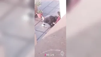 Uni Campus Mein Gf Lund Chuske Swallow Karti Hui