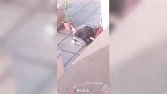 Uni Campus Mein Gf Lund Chuske Swallow Karti Hui