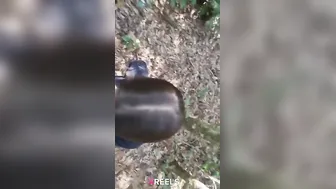 Jungle Mein Saree Wali Hot Babe Lund Chus Rahi Khade Khade