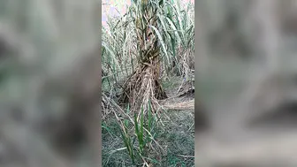 Village Bhabhi Dropping Saree For Outdoor Devar Cock Ride Scandal