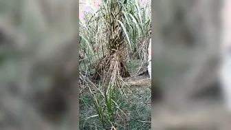 Village Bhabhi Dropping Saree For Outdoor Devar Cock Ride Scandal