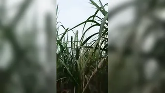 Village Gf Caught Fucking Hard In Outdoor Mms Leak