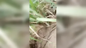 Village Gf Caught Fucking Hard In Outdoor Mms Leak