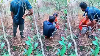 Mature Bhabhi Seducing Young Stud Outdoors In Sugarcane Field