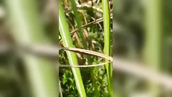 Dehati Virgin Pounded Hard In Mustard Fields By Lover Roughly