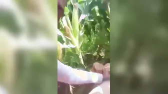 Gf Fucked Wild On Khet Grass Mms With Village Boyfriend