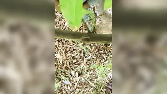 Big Ass Bhabhi Bent Over Fucked By Neighbor In Fields Mms