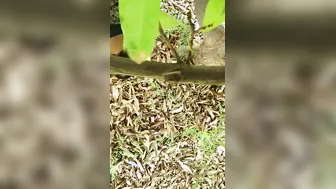 Big Ass Bhabhi Bent Over Fucked By Neighbor In Fields Mms