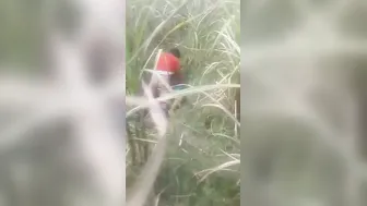 Voyeur Catches Bihari Couple Outdoor Raw Chudai