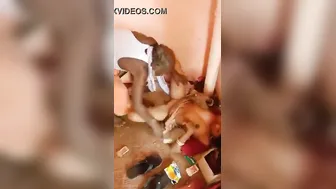 Mature Dehati Uncle Drilling Village Randi Roughly