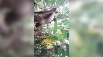 Bangladeshi Lovers Caught Fucking Wild In Outdoor Mms Leak