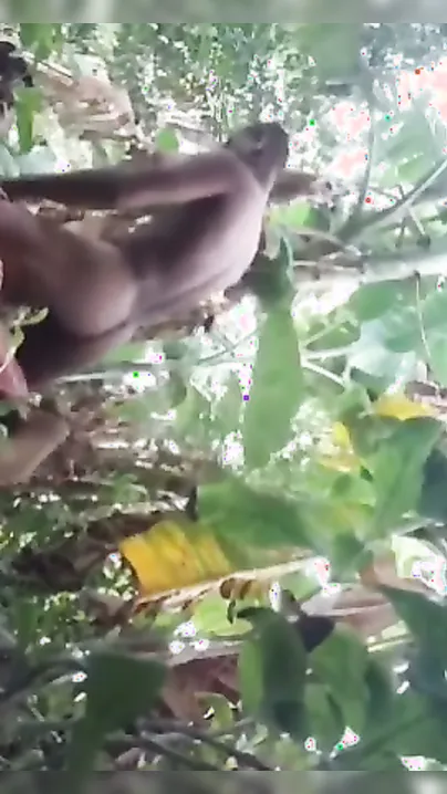 Bangladeshi Lovers Caught Fucking Wild In Outdoor Mms Leak