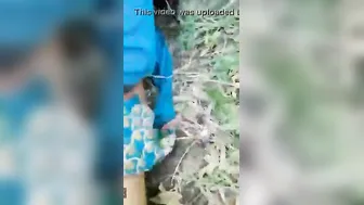 Desi Couple Fucking Hard Outdoors Mms Video Blowing Up Viral