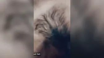 Indian Slut Moaning While Rubbing Hairy Pussy In Her Village Bed