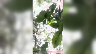 Desi Lovers Banging Wild Outdoors By Village Pond