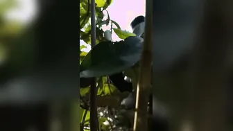 Desi Randi Gangbanged By Locals In Outdoor Viral Romp