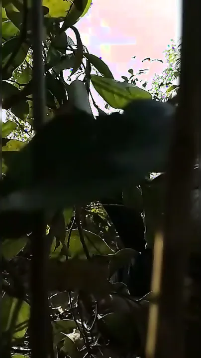 Desi Randi Gangbanged By Locals In Outdoor Viral Romp