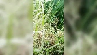 Mature Aunty Outdoor Doggy Fuck Viral In Mango Orchard Clip