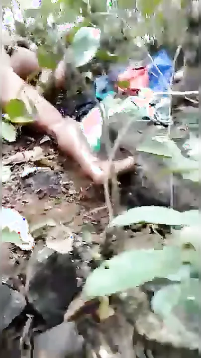 Jungle Dehati Couple Fucking Hard Caught On Hidden Phone Cam