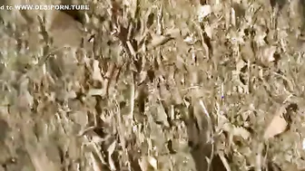 Dehati Randi Getting Chudai Hard Under Village Banyan Tree Mms