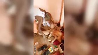 Mature Muslim Slut Sucking Cock Wildly During Outdoor Blowjob Mms